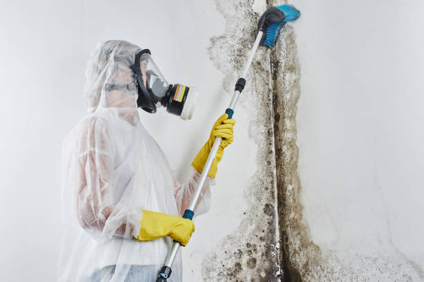 Best Toxic Mold Removal  in Long View, NC