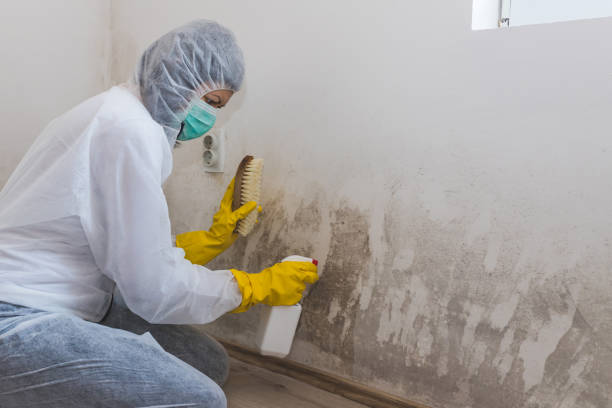 Best Best Mold Removal Companies  in Long View, NC