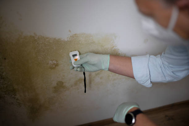 Best Attic Mold Removal  in Long View, NC