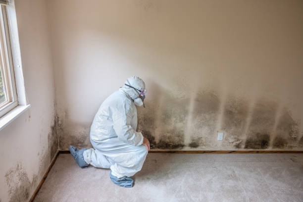 Best Commercial Mold Removal  in Long View, NC
