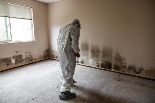 Reliable Long View, NC Mold Removal Solutions