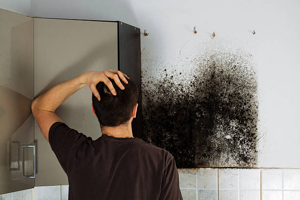  Long View, NC Mold Removal Pros