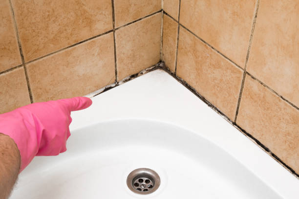 Best Affordable Mold Removal  in Long View, NC