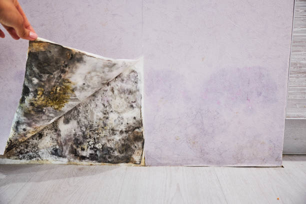 Mold Testing and Removal in Long View, NC